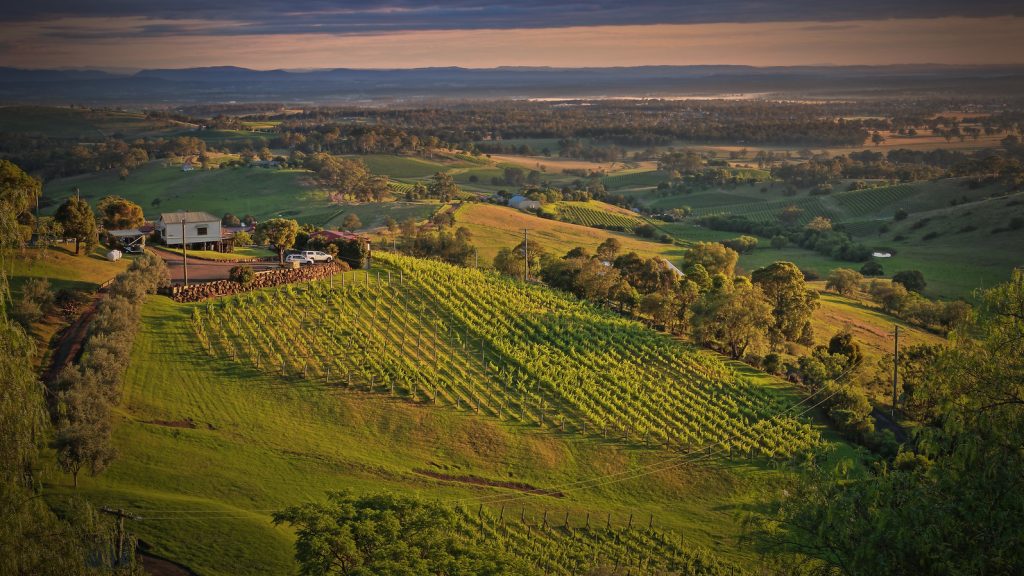 A Hunter Valley vineyard taken at golden hour with natural even light making the colours glow pure.