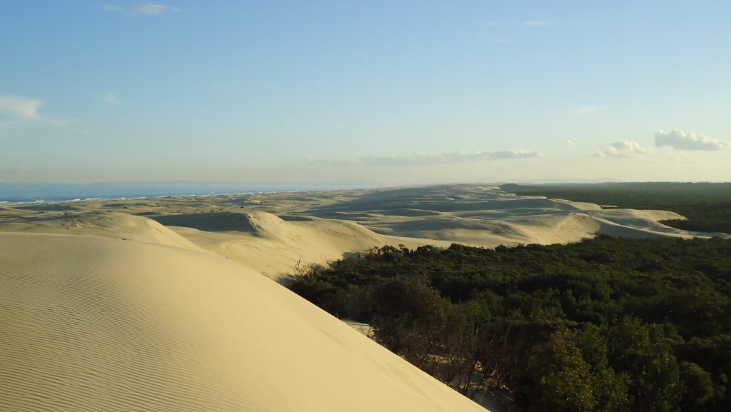 Stockton sand dunes from the top of a hill looking north to rolling sand along a line where it meets the bush.