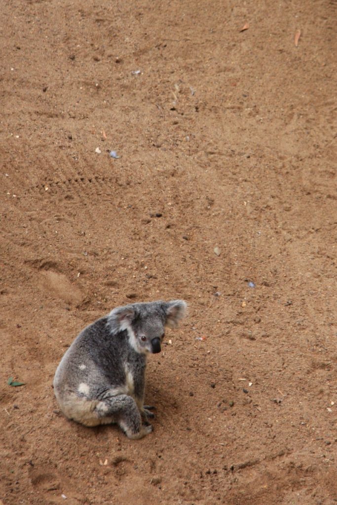 Koala standing alert as it crosses red Australian dirt.