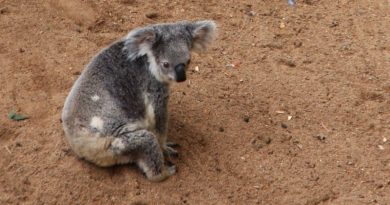 Koala standing alert as it crosses red Australian dirt.