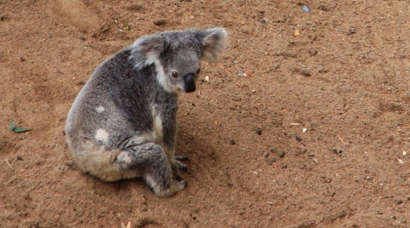 Koala standing alert as it crosses red Australian dirt.