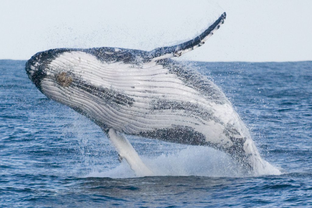 Whale breaching out of the water, showing it's body above the surface.
