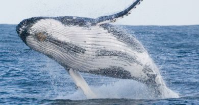 Whale breaching out of the water, showing it's body above the surface.