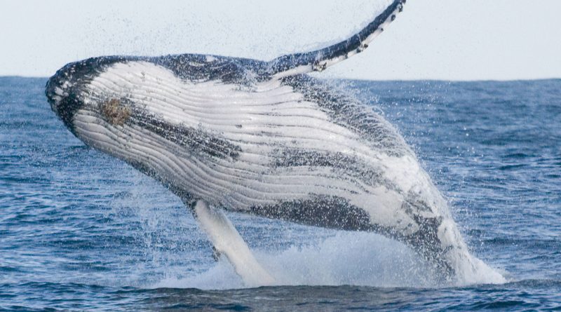 Whale breaching out of the water, showing it's body above the surface.